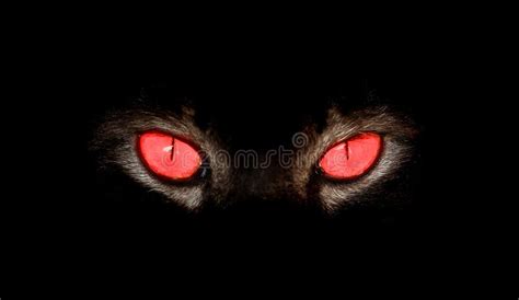 Animal Eyes Stare at Something in Black Stock Photo - Image of panther, iris: 90167610