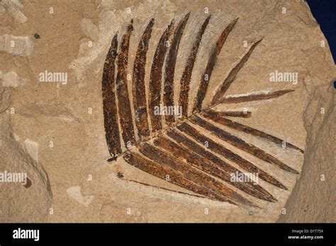 Fossil plant, Zamites feneonis, Cicadophites, Mesozoic Age, Giurassico ...