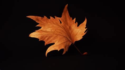 1920x1080 Autumn Leaf Black Background Laptop Full HD 1080P ,HD 4k Wallpapers,Images,Backgrounds ...