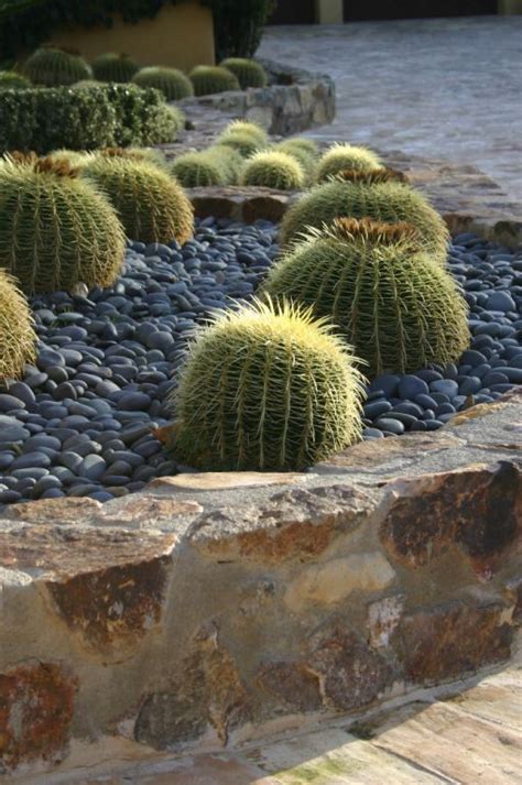 hope our barrel cactus gets this big Landscape Design, Garden Design ...