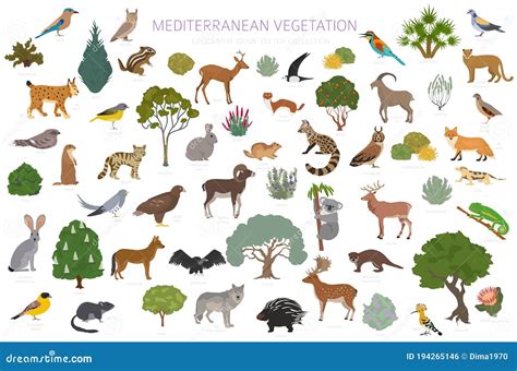 Mediterranean Vegetation Biome, Natural Region Infographic. Terrestrial Ecosystem World Map ...