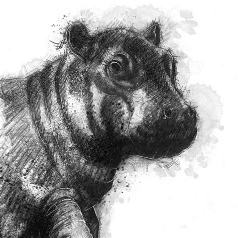 Original Baby hippo sketch | SeanBriggs