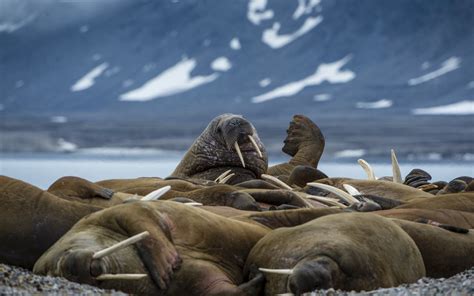 Baffin Island & West Greenland Expedition Voyage for wildlife and history polar bear beluga ...