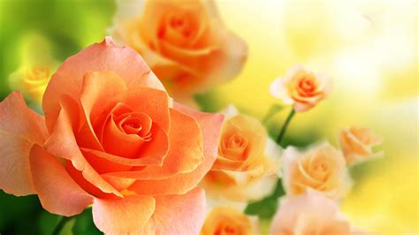 Wallpaper Most Beautiful Orange Rose In The World Hd Images With Flower ...