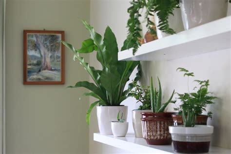 How to have healthy and happy indoor plants - little eco footprints