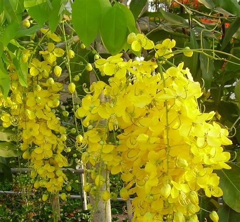 Buy sworld Golden Shower - Cassia Fistula Live Online at desertcartUAE