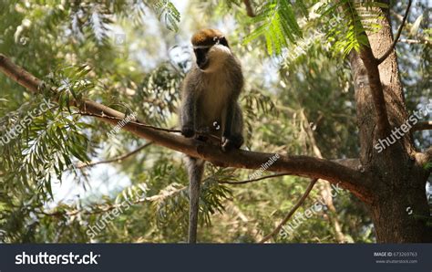 Blue Ball Monkey Africa Stock Photo 673269763 | Shutterstock