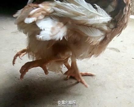 This 4-legged chicken is safe to eat, says farming official | Mashable