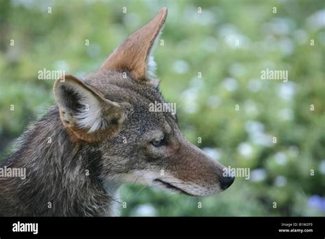 Coyote in the wild Stock Photo - Alamy