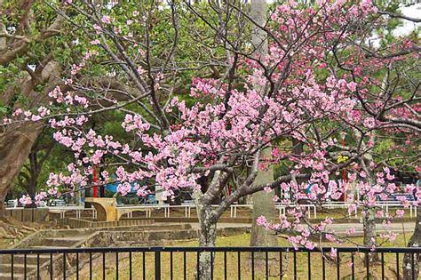 Ryukyu Life: Okinawa's Cherry Blossom Season Will Soon Be Over