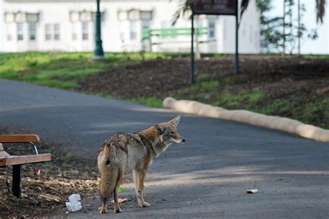 Urban Setting Influences Animal Behavior - Mid-West Farm Report