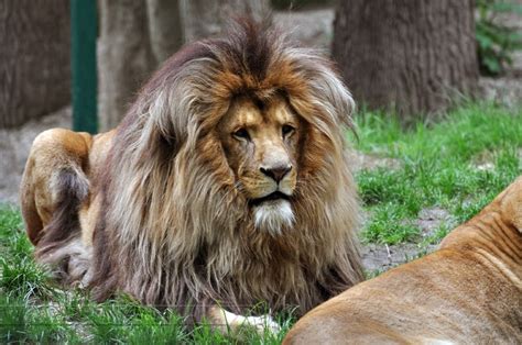 Majestic King Of Lions Mane