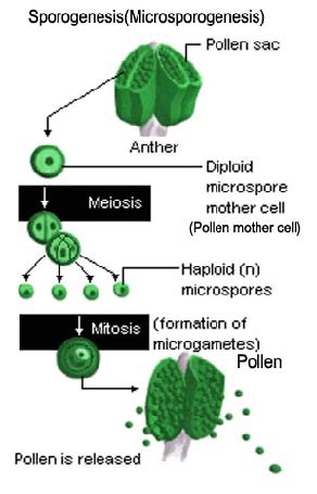 labelled diagram of microsporogenesis n macrosporogenesis - Biology - Sexual Reproduction in ...