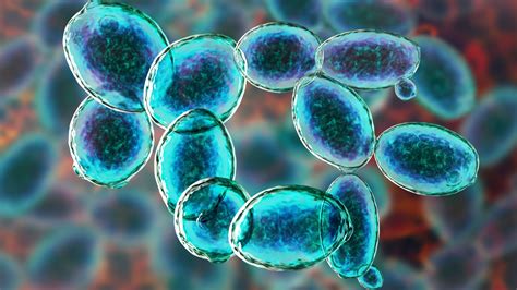 Gene Editing Using CRISPR: Yeast as a Model Organism