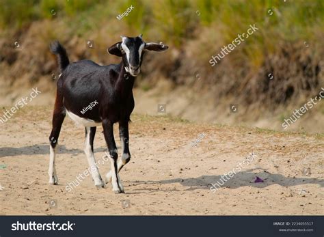 Goat Pictures Stock Photos and Pictures - 7,107 Images | Shutterstock