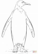King Penguin coloring Page  Free Printable Coloring Pages sketch template
