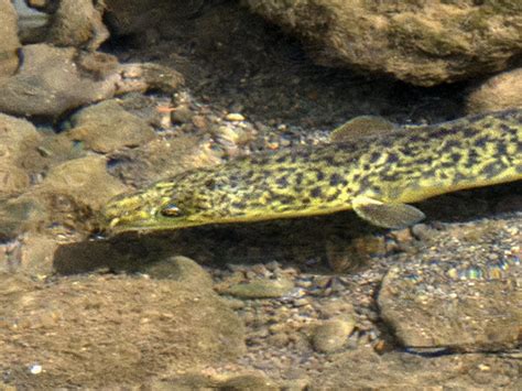 Freshwater Eels - Anguillidae