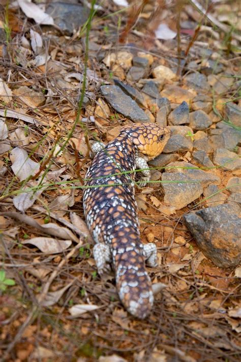 Shingleback Bobtail Lizard stock image. Image of australian - 241689417