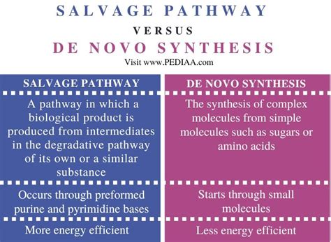 What is the Difference Between Salvage Pathway and De Novo Synthesis - Pediaa.Com