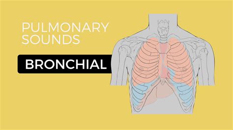 02 _ Lung Sounds - Bronchial breath sounds - YouTube