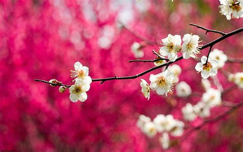 Flower Tree Group, pink nature trees HD wallpaper | Pxfuel