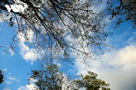 Hoa Ban blossoms serve to beautify streets of Da Lat | VOV.VN