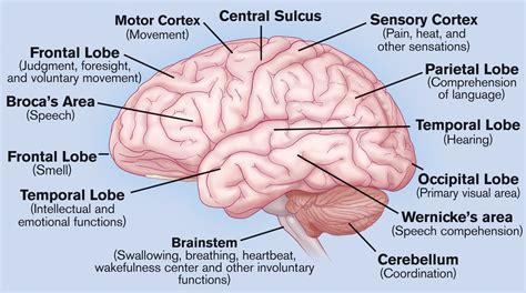 Human brain anatomy, Brain structure, Brain diagram