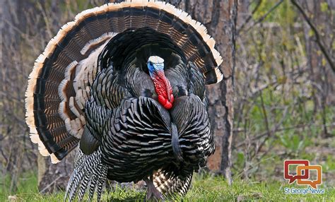 Spring turkey hunting application deadline fast approaching – St George News