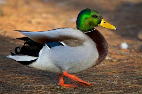 How to Do Duck Walk? - My Bird Garden