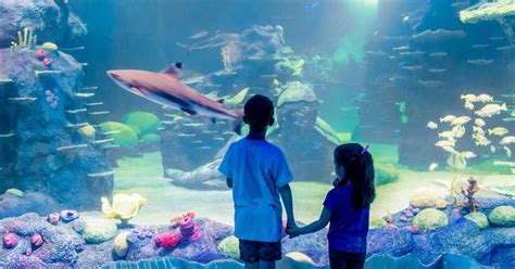 SEA LIFE Sydney Aquarium Ticket - Klook Australia