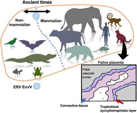 Characterization of the endogenous retrovirus‐derived placenta‐specific soluble protein EnvV‐Fca ...