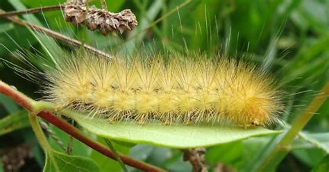 Virginian Tiger Moth caterpillar - Spilosoma virginica - BugGuide.Net