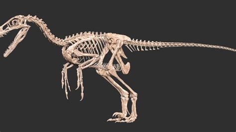 Velociraptor Skeleton