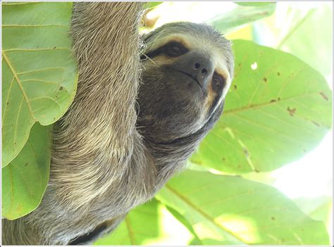 A postcard from Colombia: a three-toed sloth in a city park - Travel ...