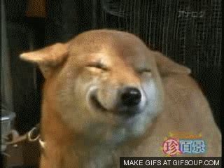 Dog Smiling GIF - Find & Share on GIPHY