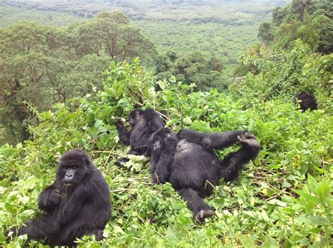 Virunga is saved but Africa's wildlife is being encircled sliver by sliver - 2LUXURY2.COM