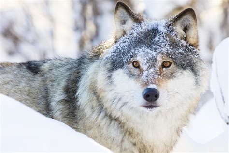 What is the Habitat of the Eurasian Wolf?