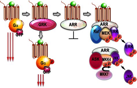 Frontiers | GPCR Signaling Regulation: The Role of GRKs and Arrestins