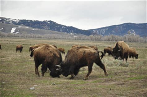 Encyclopedia of the Great Plains | BISON