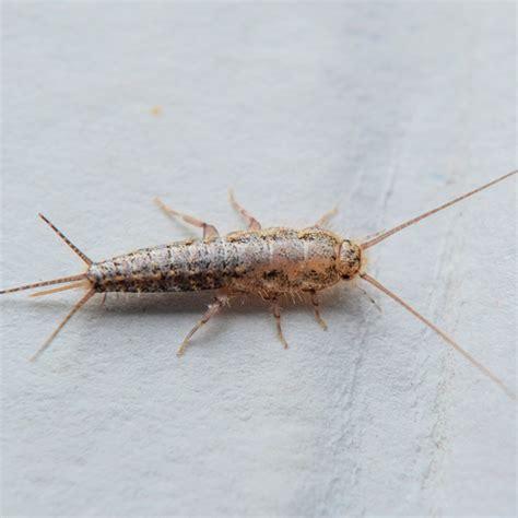 What is a Silverfish? | Family Handyman