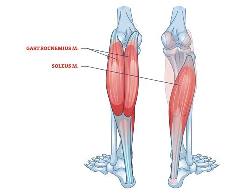 7 Best Calf Raise Variations (with Pictures!) - Inspire US