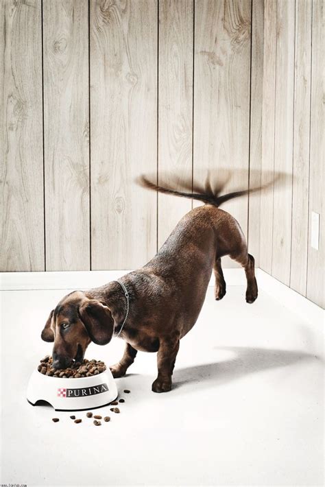 25 Cute And Funny Print Ads Starring Animals | Bored Panda