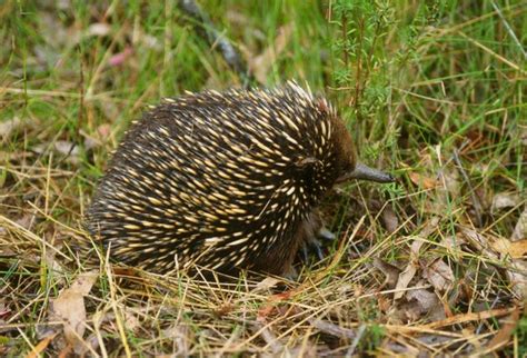 Baby Echidnas Are Called 'Puggles' And They Are Awesome