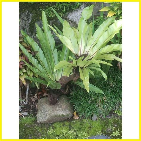 ☃ ๑ BIRD NEST FERN ( Pakpak lawin / DAPO ) | Shopee Philippines