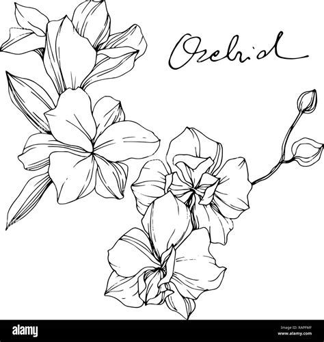 Orchid illustration hi-res stock photography and images - Alamy