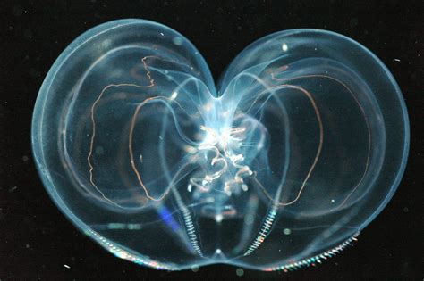 Thalassocalyce.jpg (3008×2000) | Deep sea creatures, Deep sea animals, Jellyfish species