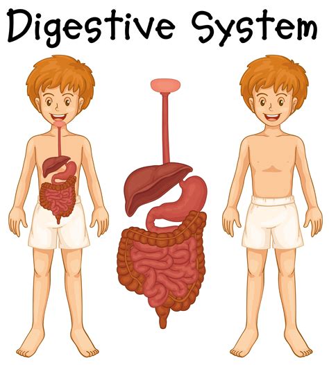 Digestive system in human boy 418111 Vector Art at Vecteezy