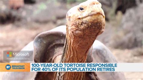 100-year-old tortoise responsible for 40% of its population retires - YouTube