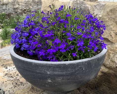 Lobelia erinus | GardensOnline