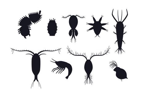 160+ Zooplankton Stock Illustrations, Royalty-Free Vector Graphics & Clip Art - iStock